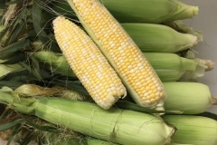 Fresh Sweet Corn